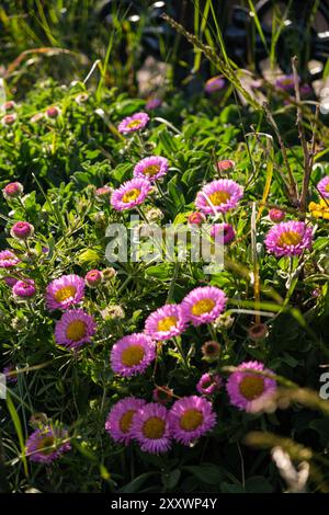 BURNTISLAND, FIFE, SCOZIA, Regno Unito - 11 GIUGNO 2024: Vivaci gruppi di fiori selvatici rosa e gialli adornano un prato verde. Foto Stock