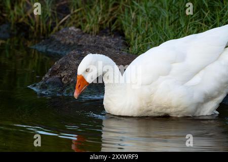 Anatra che entra in acqua Foto Stock