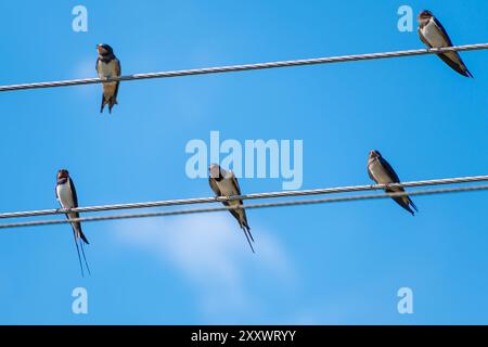 Le rondini si appoggiano sui fili contro il cielo blu. Uccelli in natura. Foto Stock