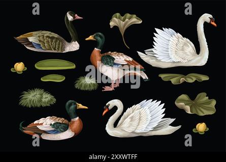 Cigno bianco e anatra isolati. Vettore. Illustrazione Vettoriale