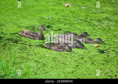 Un'anatra madre Mallard e i suoi anatroccoli più giovani nuotano nel C&o Canal National Park, coperto di anatre, fuori Washington DC. Foto Stock