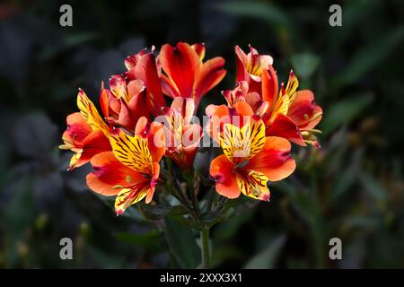 Primo piano dei fiori dell'Alstroemeria 'Estate Indiana' in un giardino in estate Foto Stock