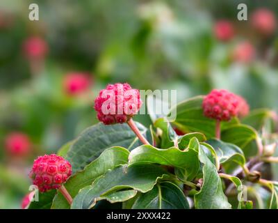 Primo piano di frutti di legno di cane cinese (Cornus kousa var. Chinensis "Wisley Queen") in un giardino alla fine dell'estate Foto Stock