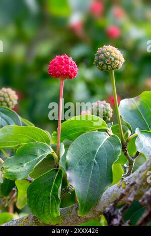 Primo piano di frutti di legno di cane cinese (Cornus kousa var. Chinensis "Wisley Queen") in un giardino alla fine dell'estate Foto Stock