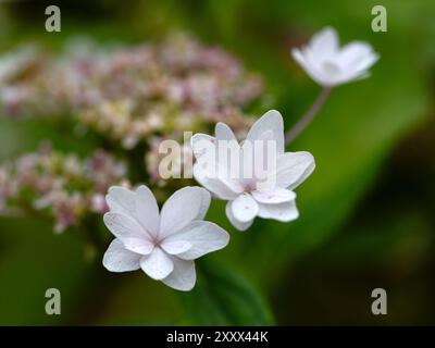 Primo piano di fiori di Hydrangea serrata 'cascata Fuji' in un giardino in estate Foto Stock