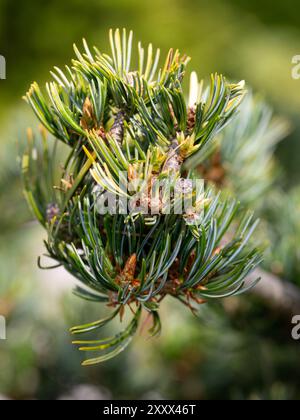 Primo piano del ramo e degli aghi di pino bianco giapponese (Pinus parviflora 'Fukai Seedling') in un giardino in estate Foto Stock