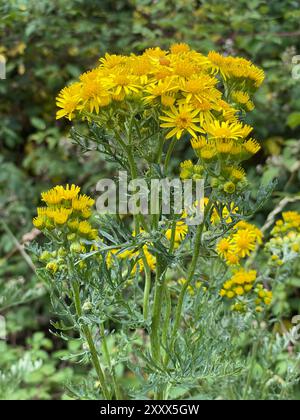 COMUNE RAGWORT Senecio jacobaea foto : Tony Gale Foto Stock