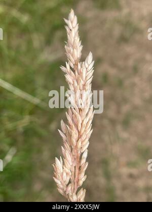 YORKSHIRE FOG Holcus lanatus/ foto: Tony Gale Foto Stock