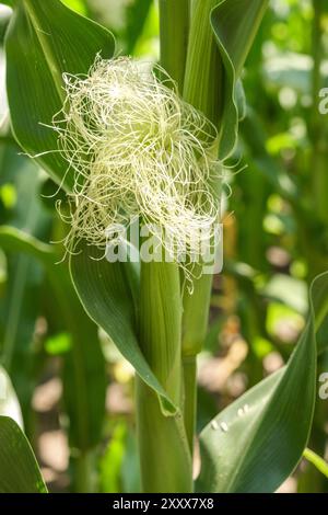 Orecchie di mais da vicino con seta in un campo di mais. Foto Stock