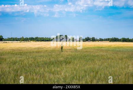 Terreni agricoli con campi di grano e erba nella campagna danese intorno a Rodby, Lolland, Danimarca Foto Stock