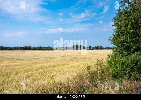 Terreni agricoli con campi di grano e erba nella campagna danese intorno a Rodby, Lolland, Danimarca Foto Stock
