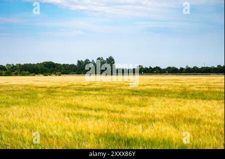 Terreni agricoli con campi di grano e erba nella campagna danese intorno a Rodby, Lolland, Danimarca Foto Stock