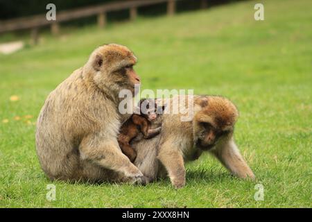 Macachi barbareschi con un bambino Foto Stock