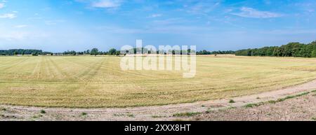 Terreni agricoli con campi di grano e erba nella campagna danese intorno a Rodby, Lolland, Danimarca Foto Stock