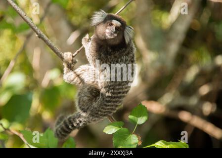 Marmoset in un albero Foto Stock