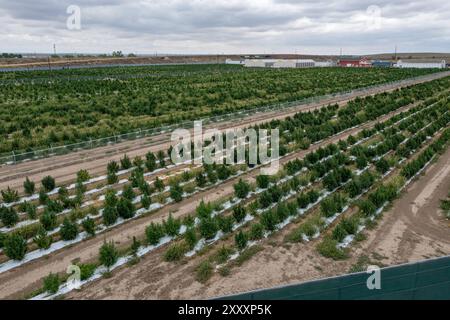 Avondale, Colorado - la Cannabis cresce presso la struttura Mammoth Farms (Forerlly Los Suenos), vicino a Pueblo. Foto Stock