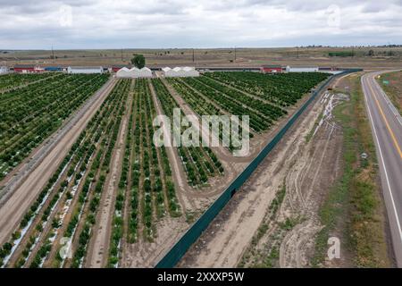 Avondale, Colorado - la Cannabis cresce presso la struttura Mammoth Farms (Forerlly Los Suenos), vicino a Pueblo. Foto Stock