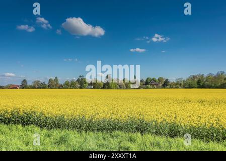 Campo di canola giallo luminoso con alberi e case sullo sfondo e un cielo blu in una giornata di primavera assolata Foto Stock