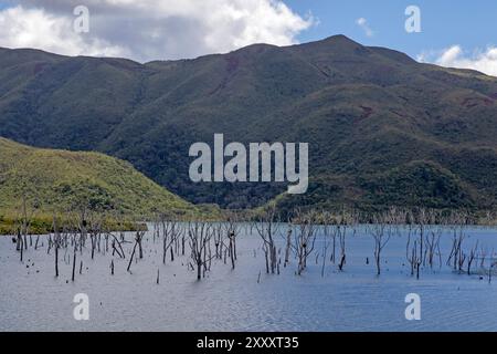 Foresta annegata nel lago Yate, Blue River Provincial Park Foto Stock