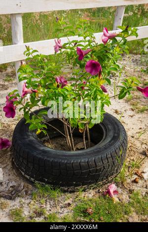 Allamanda blanchetii, nota anche come allamanda viola o allamanda viola, protetta da una vecchia gomma. Foto Stock