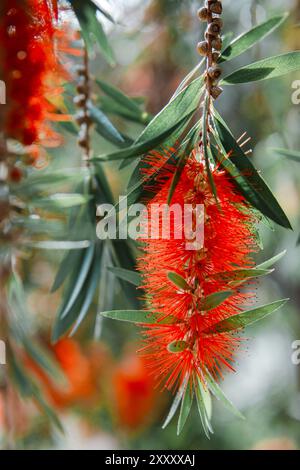 Pennelli rossi, Callistemon, appesi ai rami. I fiori rossi hanno filamenti lunghi e appuntiti con una consistenza morbida e piuma. Foto Stock