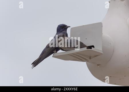 Il martin viola (Progne subis), un paio di uccelli, maschi e femmine seduti sul bordo della scatola di nido Foto Stock