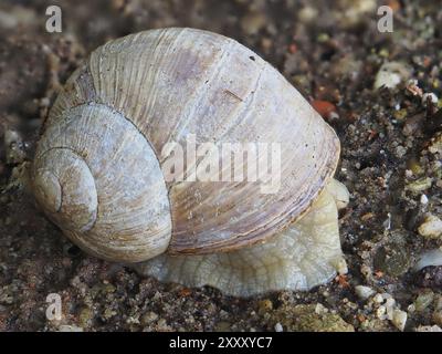 Lumaca di Borgogna (Helix pomatia) in conchiglia, Renania settentrionale-Vestfalia, Germania, Europa Foto Stock