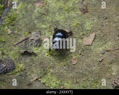 Scarabeo forestale (Anoplotrupes stercorosus), macro, Renania settentrionale-Vestfalia, Germania, Europa Foto Stock