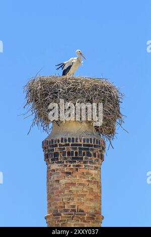 Genitore cicogna nel nido sul camino con cielo blu Foto Stock