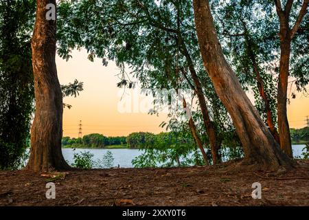 I tronchi d'albero si fermano accanto al lago. Bellissimi alberi sul lato del lago. Foto Stock