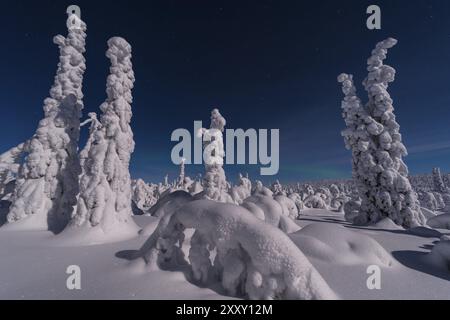 Aurora boreale, aurora boreale, paesaggio innevato al chiaro di luna, Gaellivare, Norrbotten, Lapponia, Svezia, dicembre 2012, Europa Foto Stock