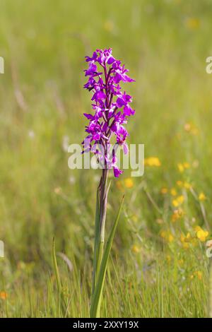 Orchidea robusta, Orchis palustris ssp. Robusta, Orchis robusta Foto Stock