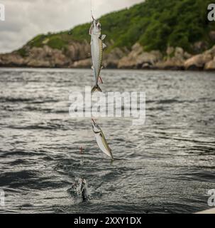 Pesca dello sgombro. Quattro pesci per i ganci che vengono tirati fuori dall'acqua Foto Stock