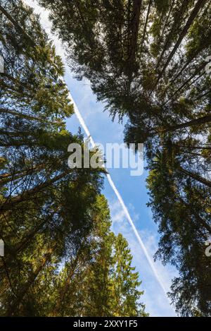 Percorsi di condensazione da un aeroplano sulle cime degli alberi in una foresta Foto Stock
