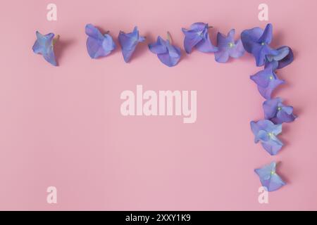 Posa piatta con ortensie o petali blu-viola hortensia su sfondo rosa. Cornice da fiori per biglietti di auguri o inviti. Foto Stock