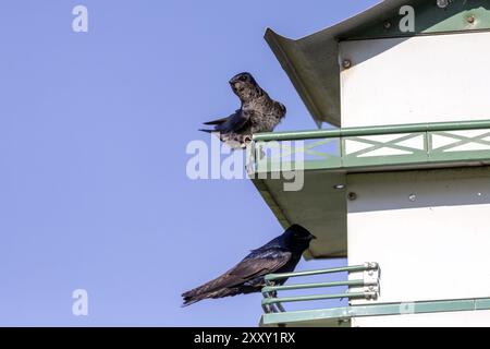 Il martin viola (Progne subis), un paio di uccelli, maschi e femmine seduti sul bordo della scatola di nido Foto Stock