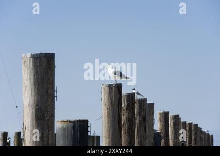 Gabbiani seduti su colonne di legno. Gabbiani seduti a cuneo Foto Stock