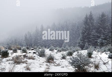 Tempesta di neve nella foresta di conifere, montagne di Harz Foto Stock