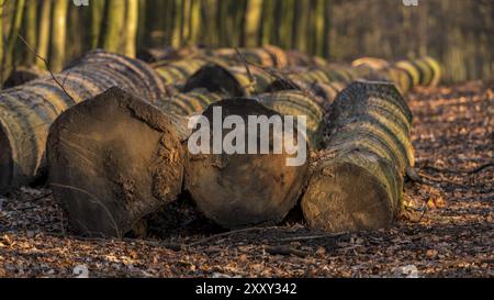 Tronchi di alberi abbattuti sul bordo di un sentiero in una foresta invernale, visti a Saarner Mark, Muelheim an der Ruhr, Renania settentrionale-Vestfalia, Germania, Europa Foto Stock