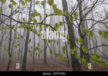 Foresta di faggi nella nebbia, Monti ore, Repubblica Ceca, maggio 2017, Europa Foto Stock