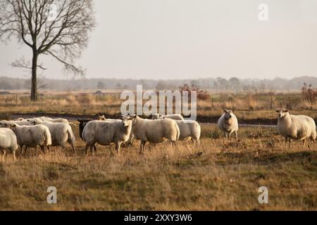 Allevamento di ovini su prati a Dwingelderveld, Drenthe, Paesi Bassi Foto Stock