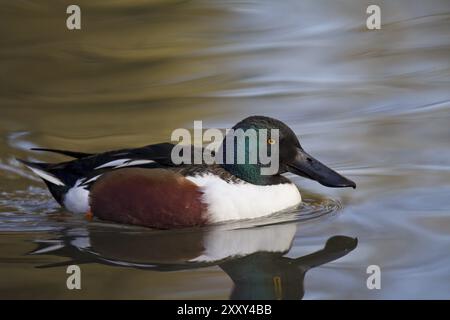 Loeffelente, Maennchen, Anas clypeata, spatola settentrionale, maschio Foto Stock