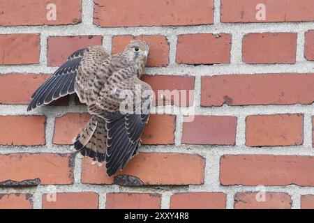 Primo tentativo di volo comune di kestrel. Giovani carestoli che fanno il loro primo tentativo di volo Foto Stock