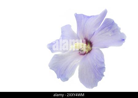 Fiore di ibisco blu su sfondo bianco Foto Stock