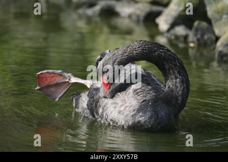 Il cigno nero è l'unico cigno quasi completamente nero, e ha anche il collo più lungo di tutti i cigni Foto Stock