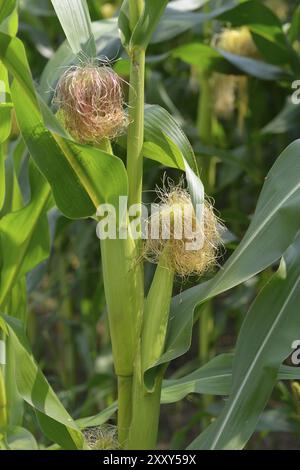 Campo di mais, mais sulla pannocchia di mais in un campo Foto Stock