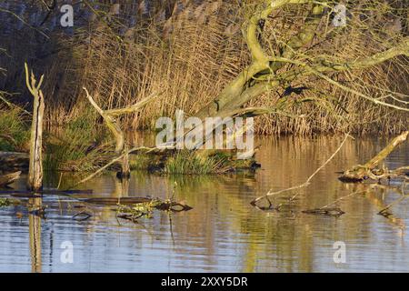 Dolori di sangue in autunno al sole del mattino. Pianura alluvionale di mattina Foto Stock