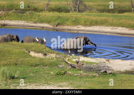 Branco di elefanti sul fiume Boteti Foto Stock