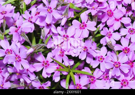 Il cuscino phlox (Phlox subulata), noto anche come tappeto phlox, appartiene alla famiglia delle Polemoniaceae Foto Stock