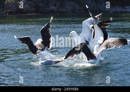 Gabbiani marini che combattono a piedi in mare Foto Stock